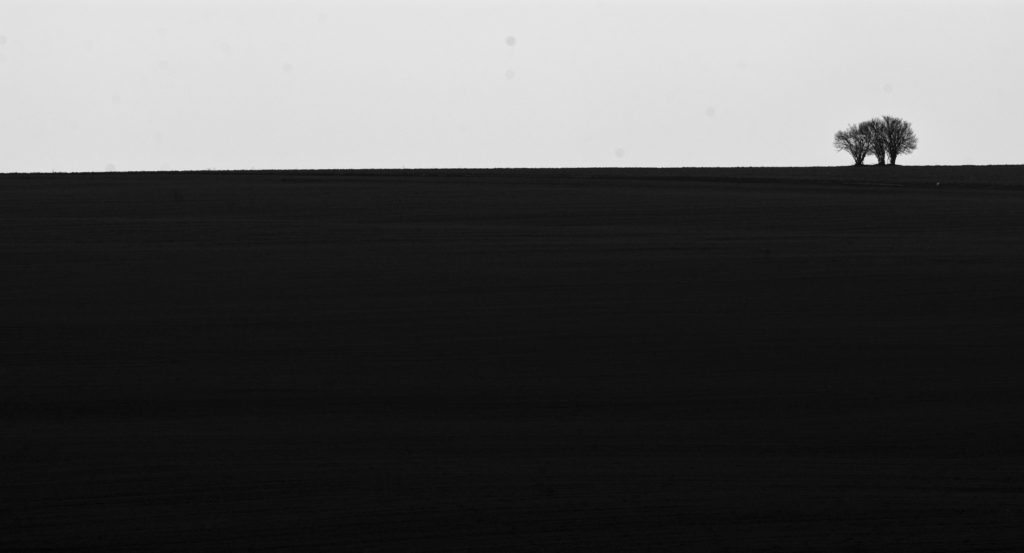 Minimalist photography: Field with solitaire tree in black and white.