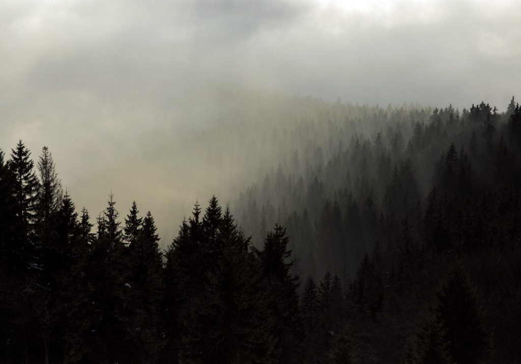 Forest in the Fog on minimalist photography