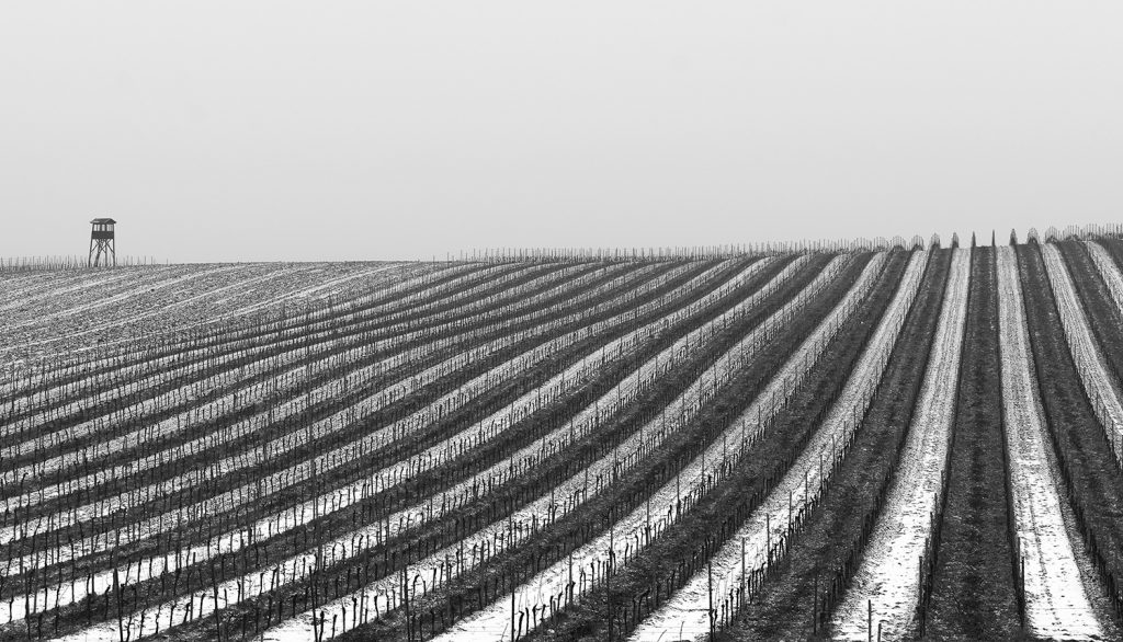 minimalist landscape - vineyard covered with snow