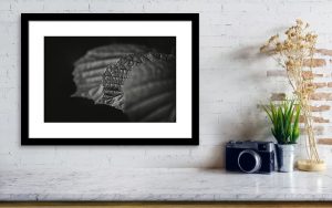 Visualization of Black & White Fine Art Photography Print on the interior wall - Three Leaves