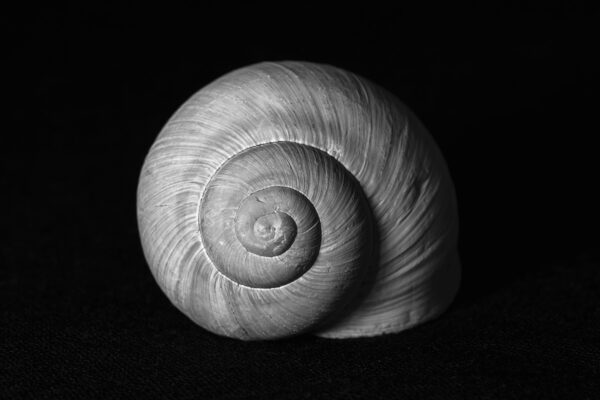 Snail shell - Minimalist photography art print