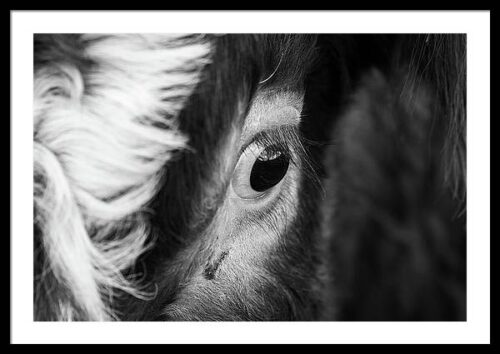 Beautiful eye of a cow - BW photography framed print, Framed Animals & Wildlife, Beautiful eye of a cow – BW photography framed print