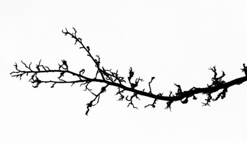 Black & White Minimalist Photography, Trees, Black & White Minimalist Photography