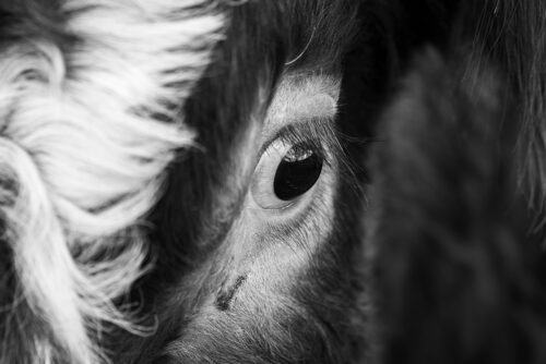 Cow Eye Fine Art Photography Print