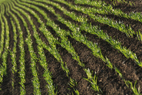 Grass lines on the field - photography print