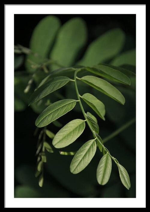 Golden ratio - Leaf - Framed photography print, Framed Nature, Golden ratio – Leaf – Fine art photography print