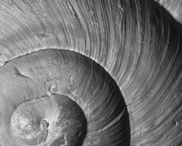 Snail shell photography print - 1:1 print preview