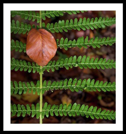 Symmetry in nature - Framed photography print for sale, Framed Photography, Symmetry in nature – Framed photography print for sale