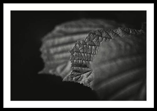 Three leaves - BW framed photography print, Framed Nature, Three leaves – BW framed photography print
