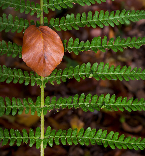 Fern leaf - Minimalist Photography Art Print, Forest, Fern leaf – Minimalist Photography Art Print
