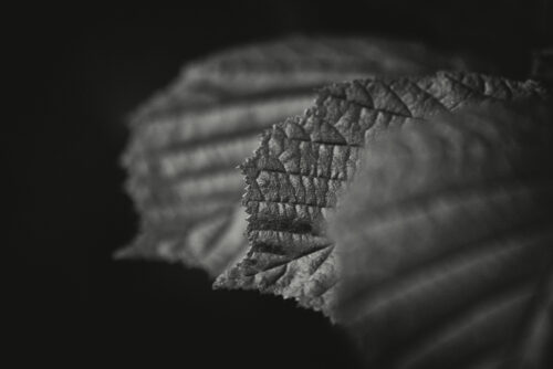Three dark leaves - Fin art photography print