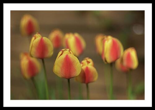 Yellow Tulips with Shallow Depth of Field – Fine Art Framed Photography Print, Framed Nature, Yellow Tulips with Shallow Depth of Field – Fine Art Framed Photography Print