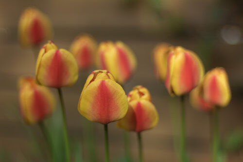 Yellow and red tulips - Fine art photography print, Leaves, Yellow and red tulips – Fine art photography print