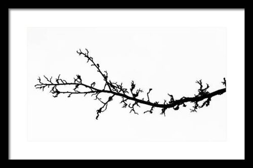 Tree branch - Fine art photography framed print, Framed Photography, Tree branch – Fine art photography framed print