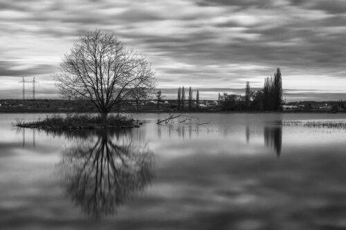 The tree in the Water Art Print - Fine art photography print