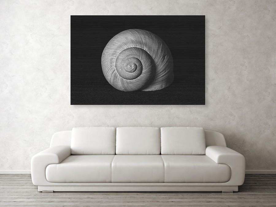 Visualization of a huge black and white photograph of a snail shell on a maple board measuring 152 x 102 cm. Black and white wall art fits into any type of interior. For such a large photo, be careful not to be too dark or too bright. This significantly affects the overall interior design. For example, this photo has a distinctive black background that stands out especially in large print. Compare with the brighter photo below.