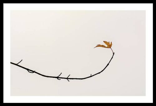 Last leaf - Minimalist photography framed art print, Framed Nature, Last leaf – Minimalist photography framed art print
