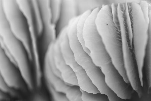 Mushroom Abstraction - Black & White Fine Art Photography Print, Abstract, Abstract Mushroom