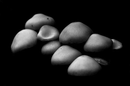 Mushrooms on dark background - Low-Key black and white minimalist art photography print