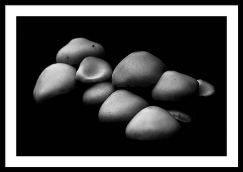 Dark mushrooms - Fine art photography framed print, Framed Nature, Dark mushrooms – Fine art photography framed print
