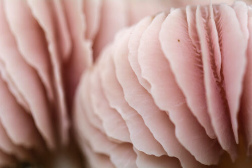 Pink mushroom – Fine art photography print - Art print by Martin Vorel