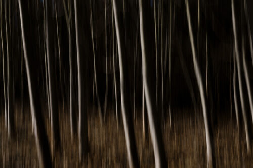 Abstract Forest - Fine Art Photography Print, Long Exposure, Abstract Forest – Fine Art Photography Print