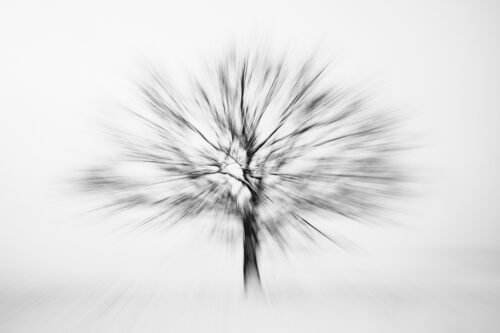 Abstract tree - Black and White photography print, Silhouettes, Abstract tree – Black and White photography print