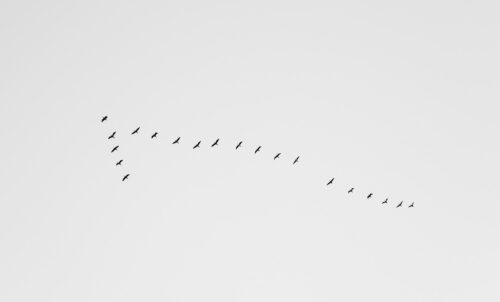 Migrating Birds - Minimalist Art Print, Nature, Migrating Birds – Minimalist Art Print
