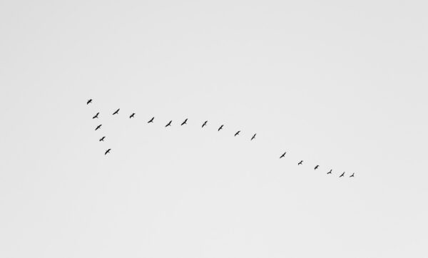 Migrating Birds - Minimalist Art Print