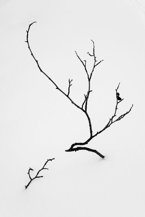 Beautiful tree growing in the snow - Minimalist Photography Print