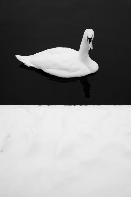 Swan in Black & White – Minimalist Fine Art Print - Art print by Martin Vorel