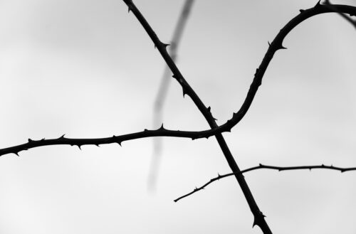 Tree Branches Silhouette – Fine Art Photography Print - Art print by Martin Vorel