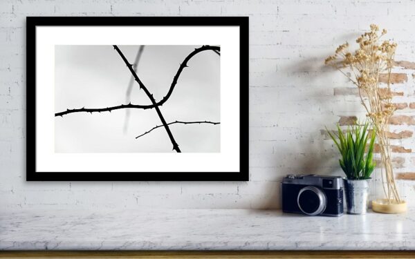 Tree Branches Silhouette