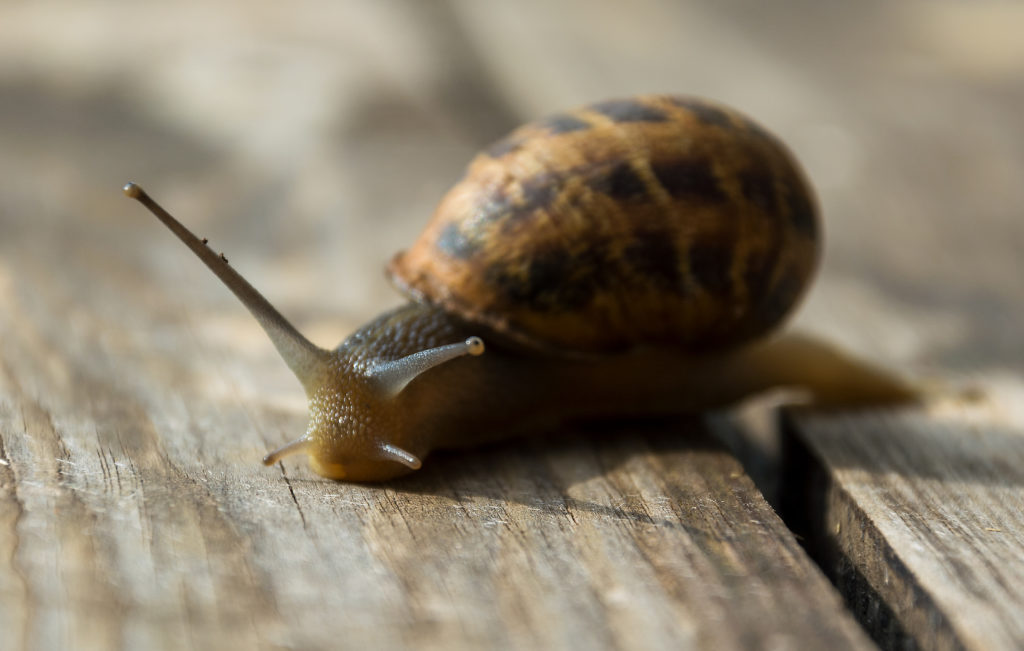 Snail close up in Croatia.