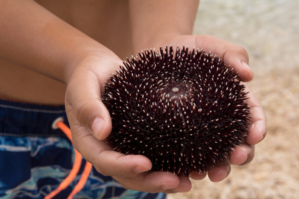 A sea urchin in the hands of a child. 