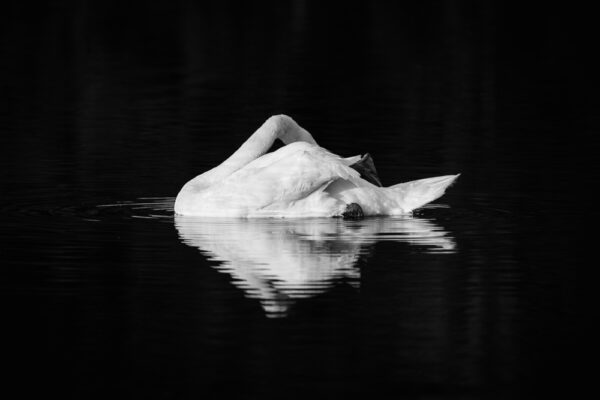 Swan - Fine Art Photography Print