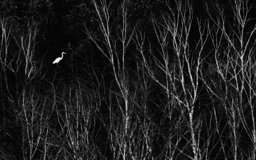 Great egret - Fine art photography print, Trees, Great egret – Fine art photography print