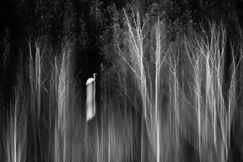 An abstract wildlife photo - Great Egret, Forest, An abstract wildlife photo – Great Egret