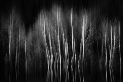 The Birch in Motion - Fine Art Photography Print, Silhouettes, The Birch in Motion – Fine Art Photography Print