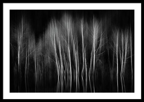 Birches in Motion - Framed Photography Print, Framed Abstract, Birches in Motion – Framed Photography Print