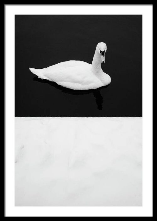 Black and White Swan - Minimalist framed photography print, Framed Minimalist, Black and White Swan – Minimalist framed photography print
