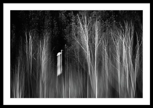 An abstract wildlife framed print - Great Egret, Framed Abstract, An abstract wildlife framed print – Great Egret