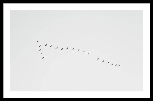 Migrating Birds - Minimalist framed photography print, Framed Animals & Wildlife, Migrating Birds – Minimalist framed photography print
