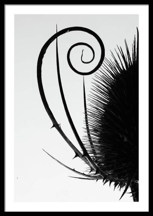 Golden Ratio Spiral in Nature - Fine Art Photography Print by Martin Vorel, Framed Minimalist, Golden Ratio Spiral in Nature – Fine Art Photography Print by Martin Vorel