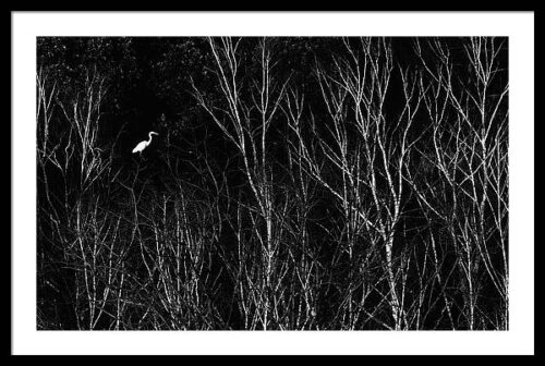 Great egret - Framed photography print, Framed Animals & Wildlife, Great egret – Framed photography print