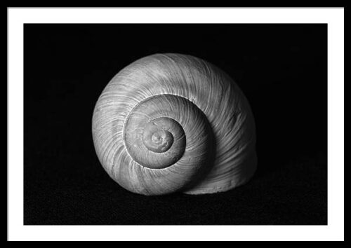 The snail shell – Minimalist black and white framed print, Framed Minimalist, The snail shell – Minimalist black and white framed print
