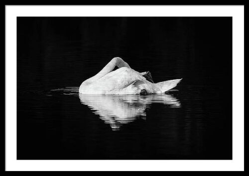 Swan - Framed Photography Print, Framed Animals & Wildlife, Swan – Framed Photography Print