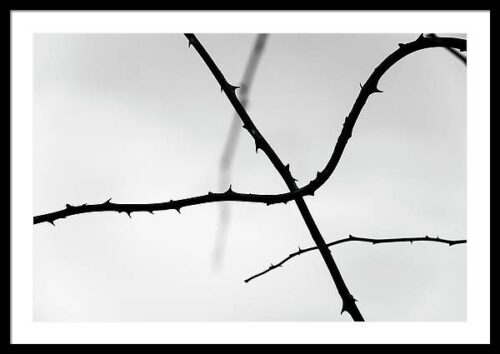 Tree Branches Silhouettes Framed Print, Framed Photography, Tree Branches Silhouettes Framed Print