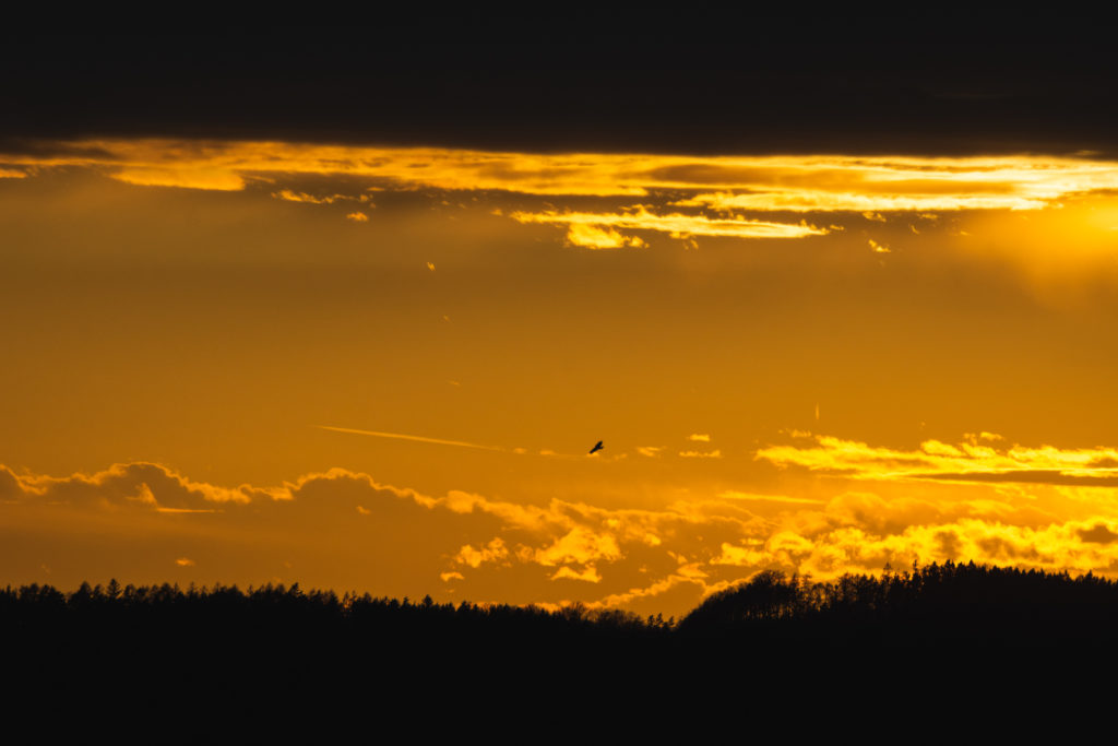 Dramatic orange sky and flying bird of prey in the Czech Paradise. Photo is