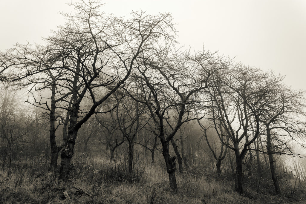 Silhouettes of trees in fog at the foot of the extinct volcano Vyskeř in the Bohemian Paradise.